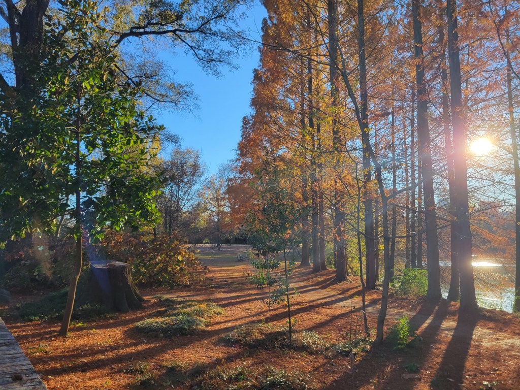 A serene landscape featuring tall trees with golden autumn leaves under a clear blue sky, sunlight filtering through the branches, casting long shadows on the ground.