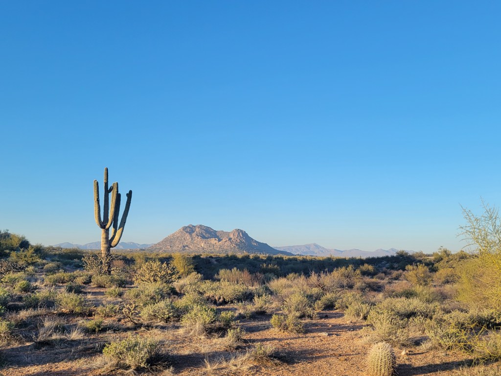 A wide view of a desert landscape featuring a tall cactus, mountains in the background, and scattered shrubs under a clear blue sky.